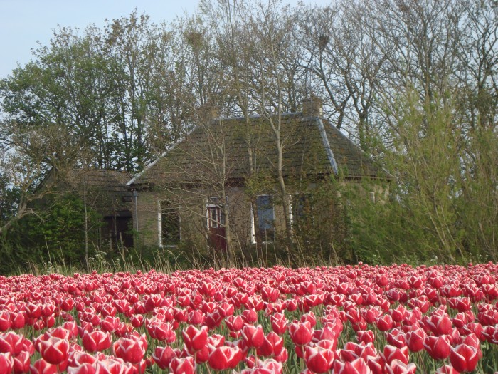 Oude boerderij achter een bloeiend tulpenveld