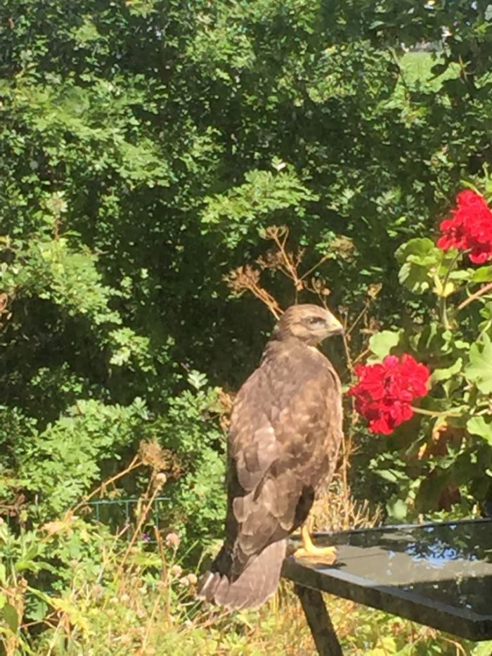 Buizerd op een tuintafel tussen het groen en rode rozen